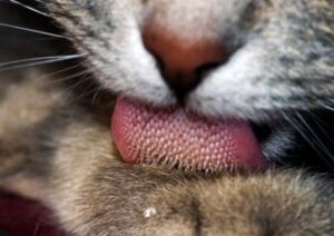 Cat grooming