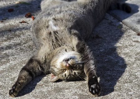 schlafende Katze auf dem Rücken schlafende Katze