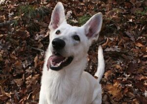 Schwanzwedeln beim Hund