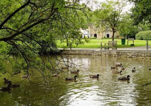 Enten im Stadtpark