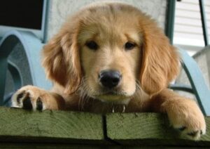 Hundewelpe