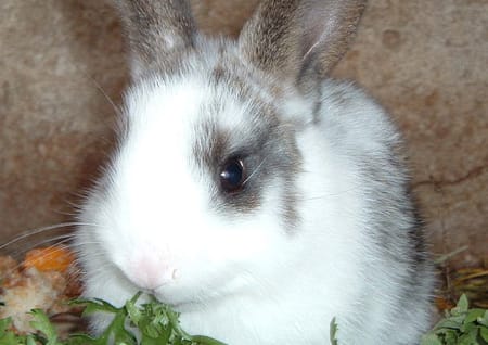 Kaninchenbaby Kaninchenbaby