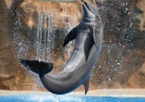 Delfin
