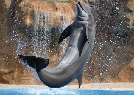 Delfin Delfin