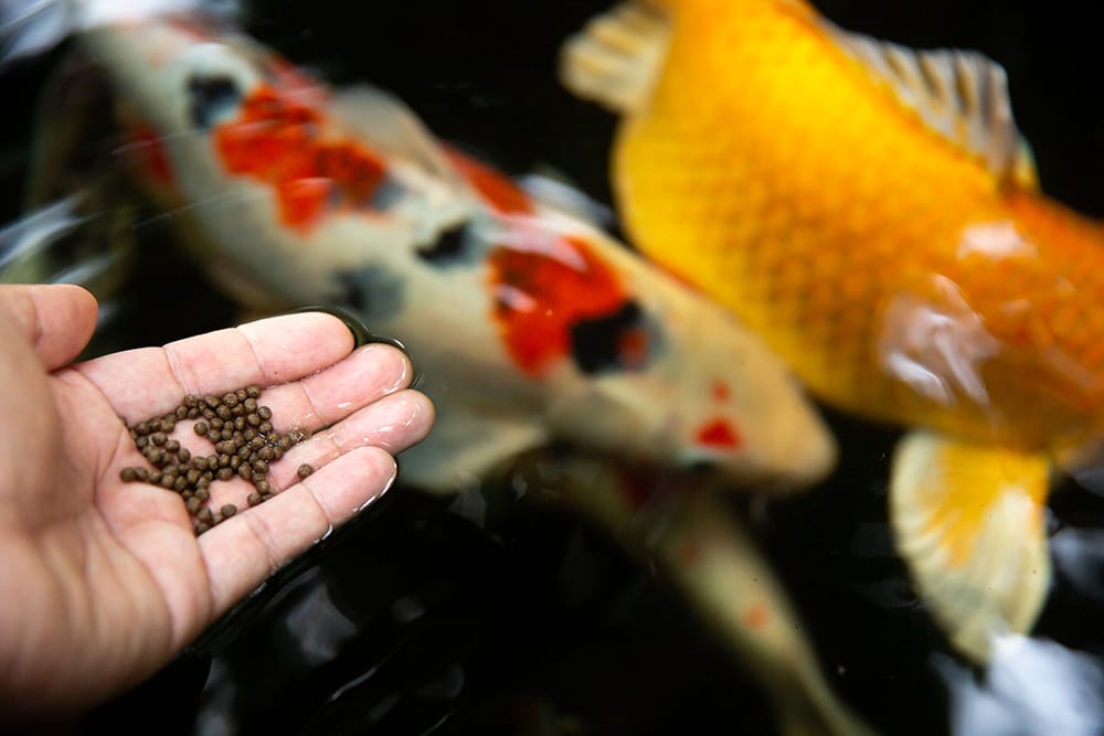 Warum verliert ein Goldfisch seine Farbe Fischpellets