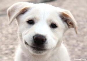 Lächelnder Hund