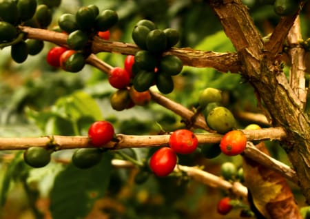 Coffee berries Coffee berries