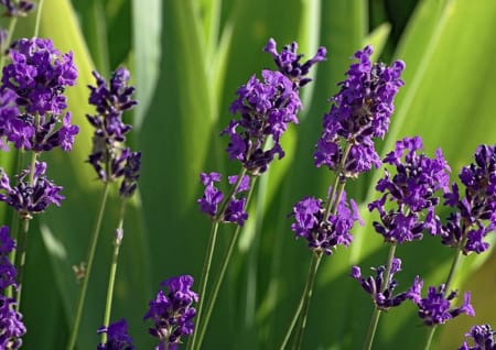 Lavender