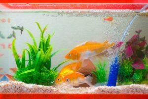 Warum verliert der Goldfisch seine Farbe