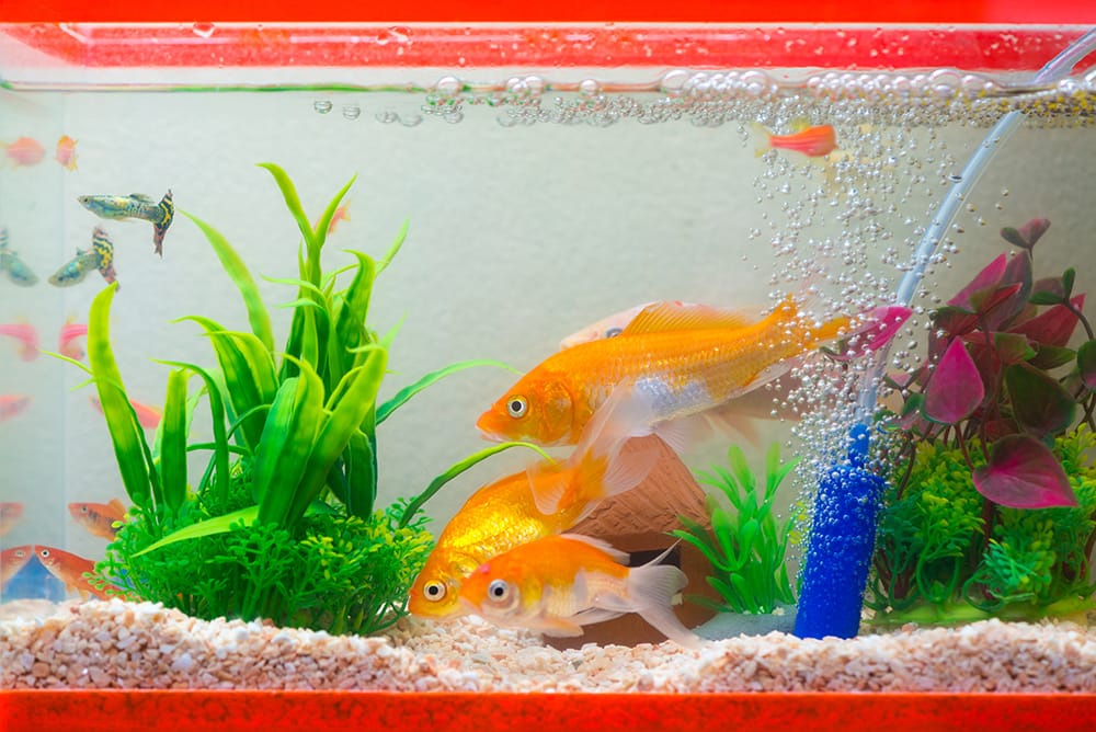 Warum verliert der Goldfisch seine Farbe