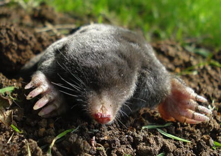 Molehill Molehill