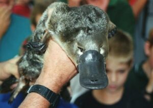 Platypus