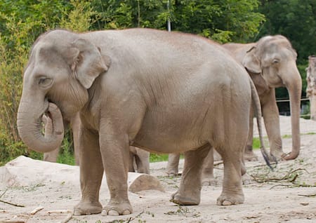 Elefant