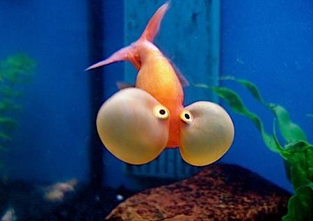 Fisch mit Schwimmflügeln