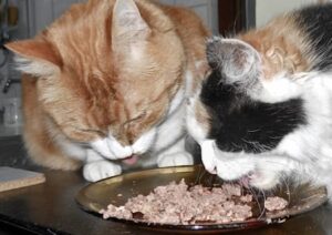 Katzen fressen