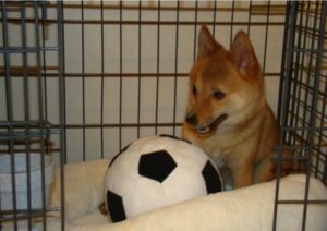 Hund in der Hundebox