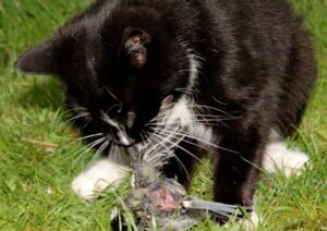 Katze frisst Vogel