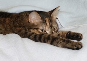 Katze streckt sich