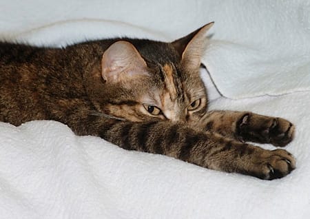 Katze streckt sich