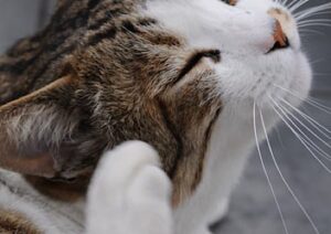 Itchy ears in cat