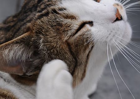 Ohrjucken bei Katze
