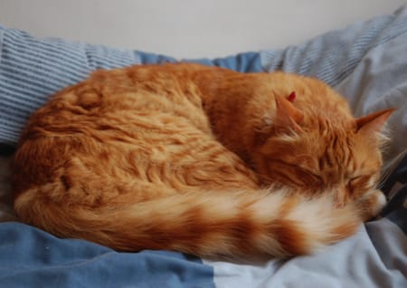 Schlafende Katze