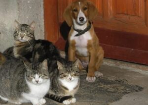 Hund und Katzen