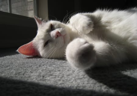 Katze stört Katze stört