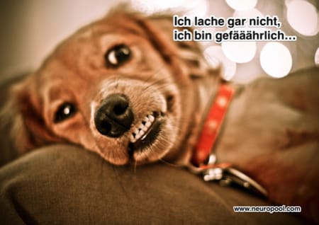 grinsender Hund