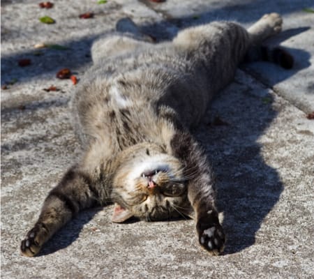 Katze auf dem Rücken
