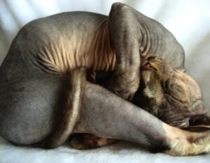 Haarlose Katze