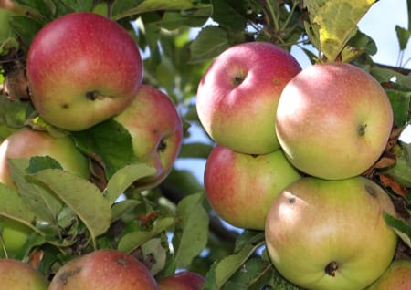 Frische Äpfel am Baum