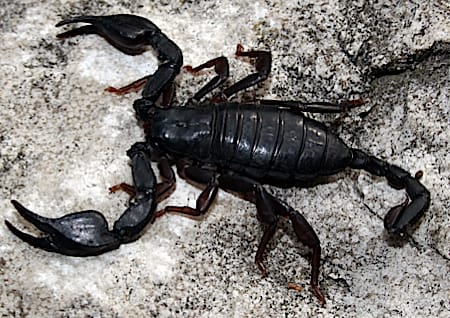 Schwarzer Europäischer Skorpion