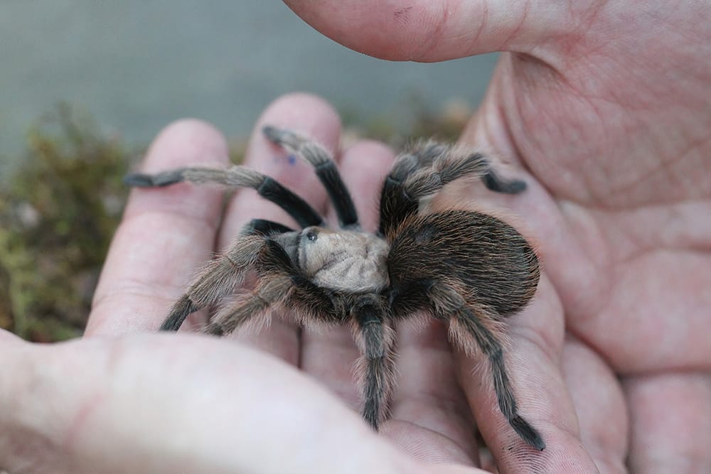 Gefährliche Tiere in Spanien
