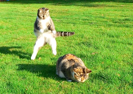 Angriff einer Katze