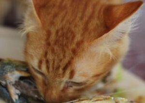 Katze frisst