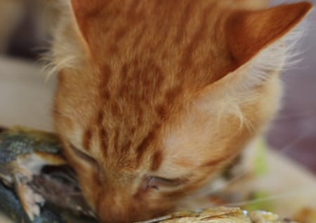 Cat eats