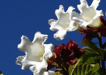 Perfectionism Perfectionism: perfect flowers
