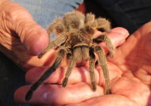 Vogelspinne