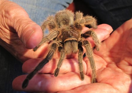 Tarantula