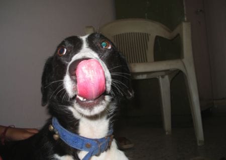 Dog licks his mouth