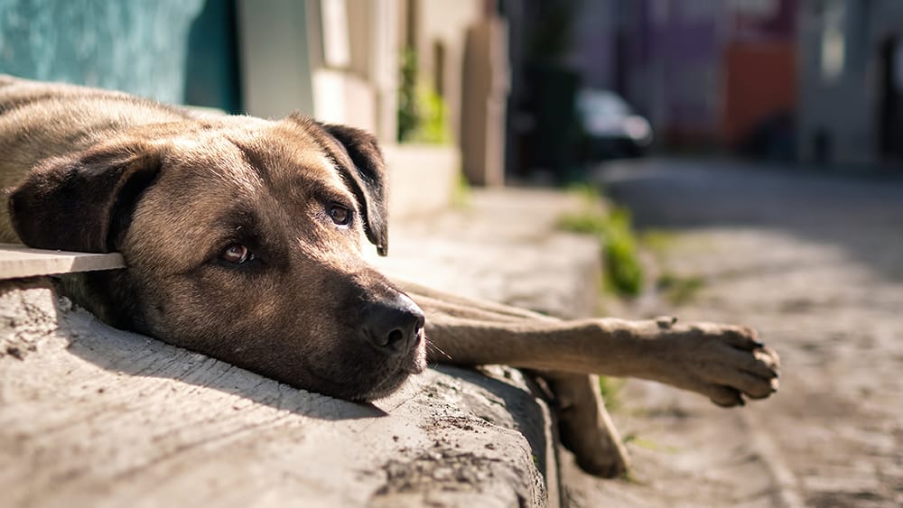when a dog has eaten cement