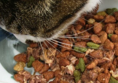 Cat eats food