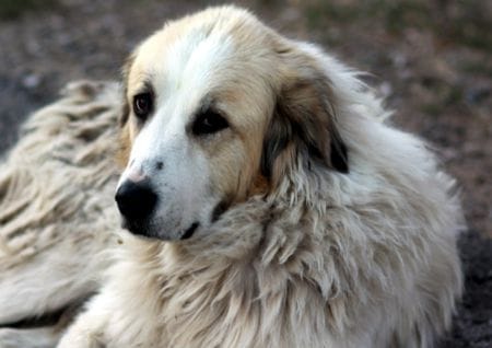 Older dog resting