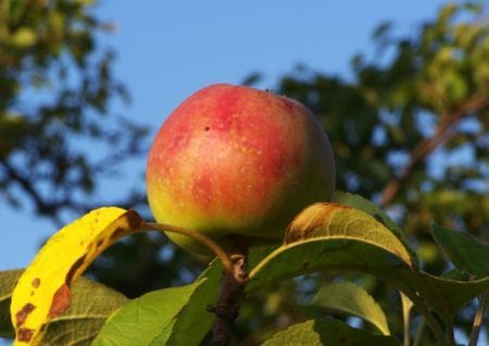 Apfel