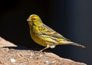 wildlebender Kanarienvogel