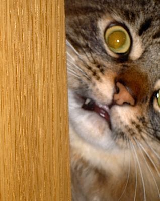 Cat with sharp teeth peeking out from behind the door