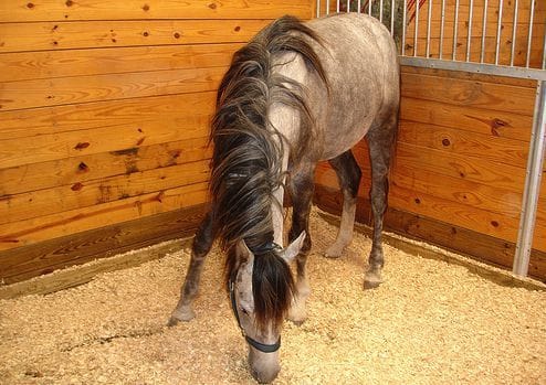 Pferdebox Pferd in seiner Box