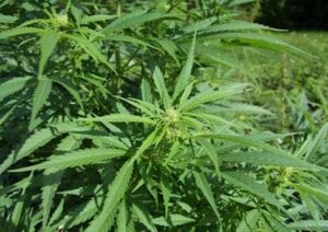 Hemp plant