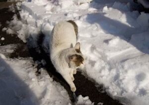 Katze im Schnee